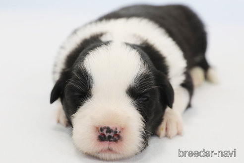 成約済の神奈川県のボーダーコリー-372872の5枚目
